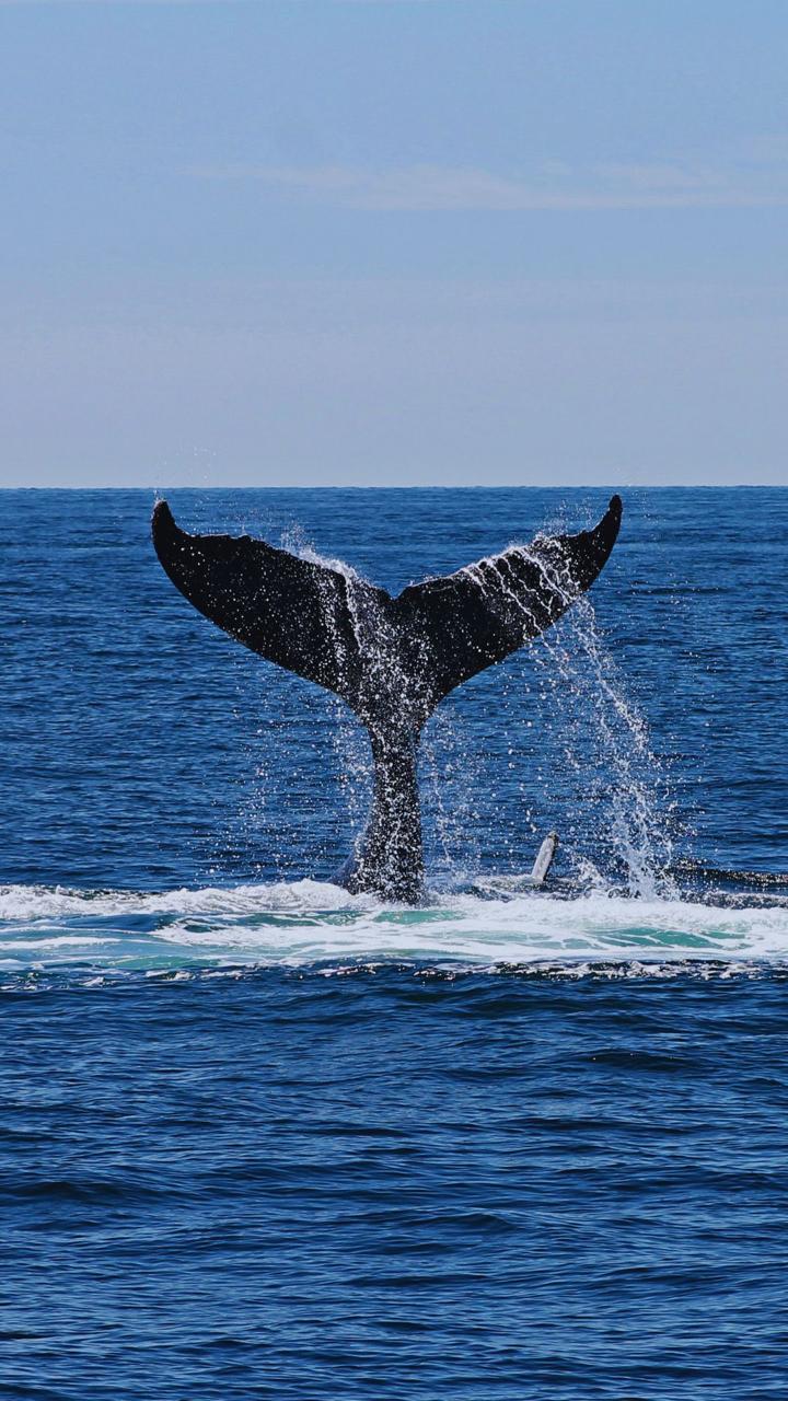 Avistamiento de ballenas jorobadas en Samaná